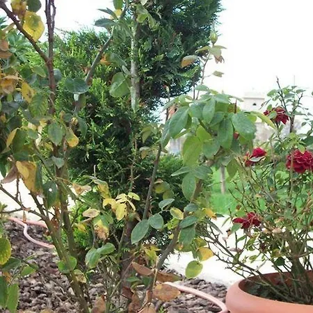 Evi Maria Ángistron